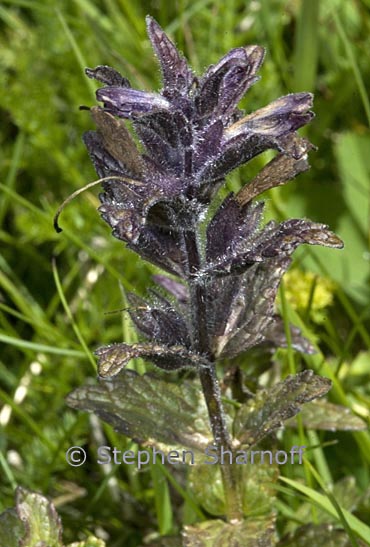 bartsia alpina 1 graphic